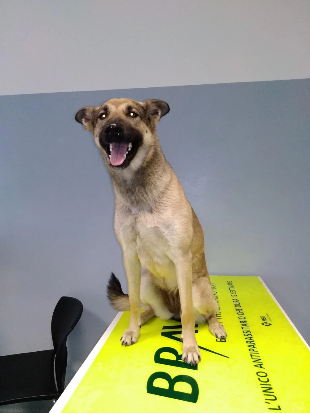 Ambulatorio Veterinario San Giuseppe Dr. Gianluca Bragantini