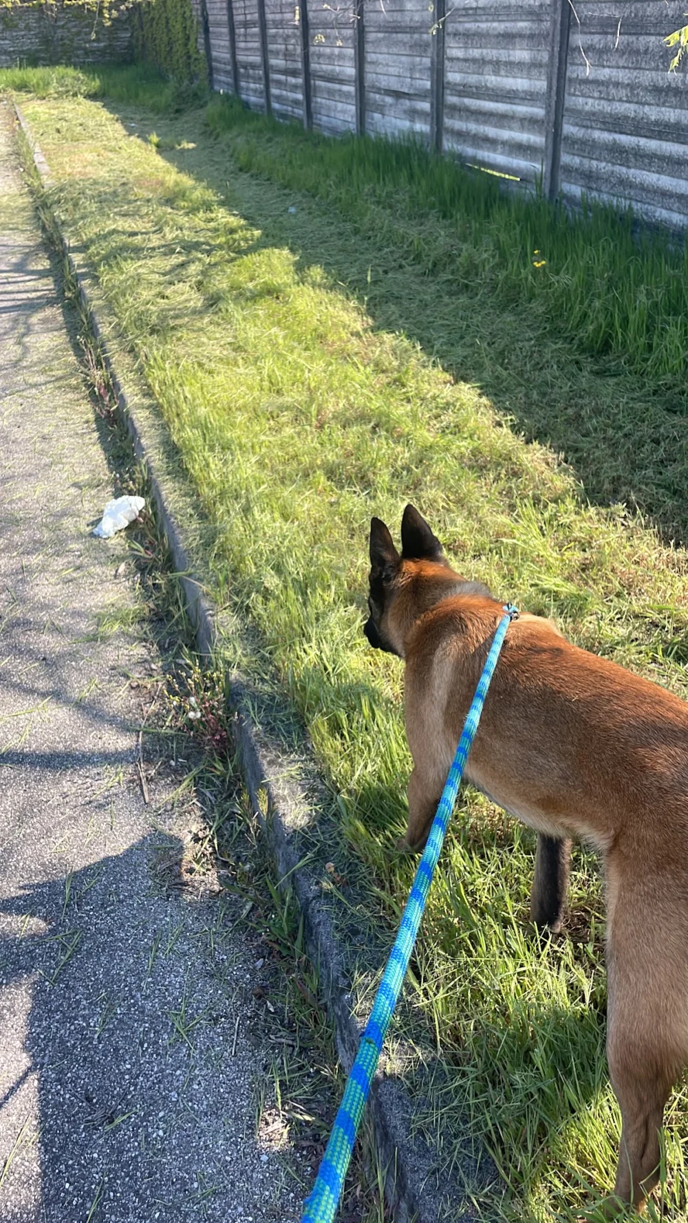Centro Cinofilo Hirpus - Educatore Cinofilo - Educazione e Addestramento Cani - Piscina per Cani a Verona
