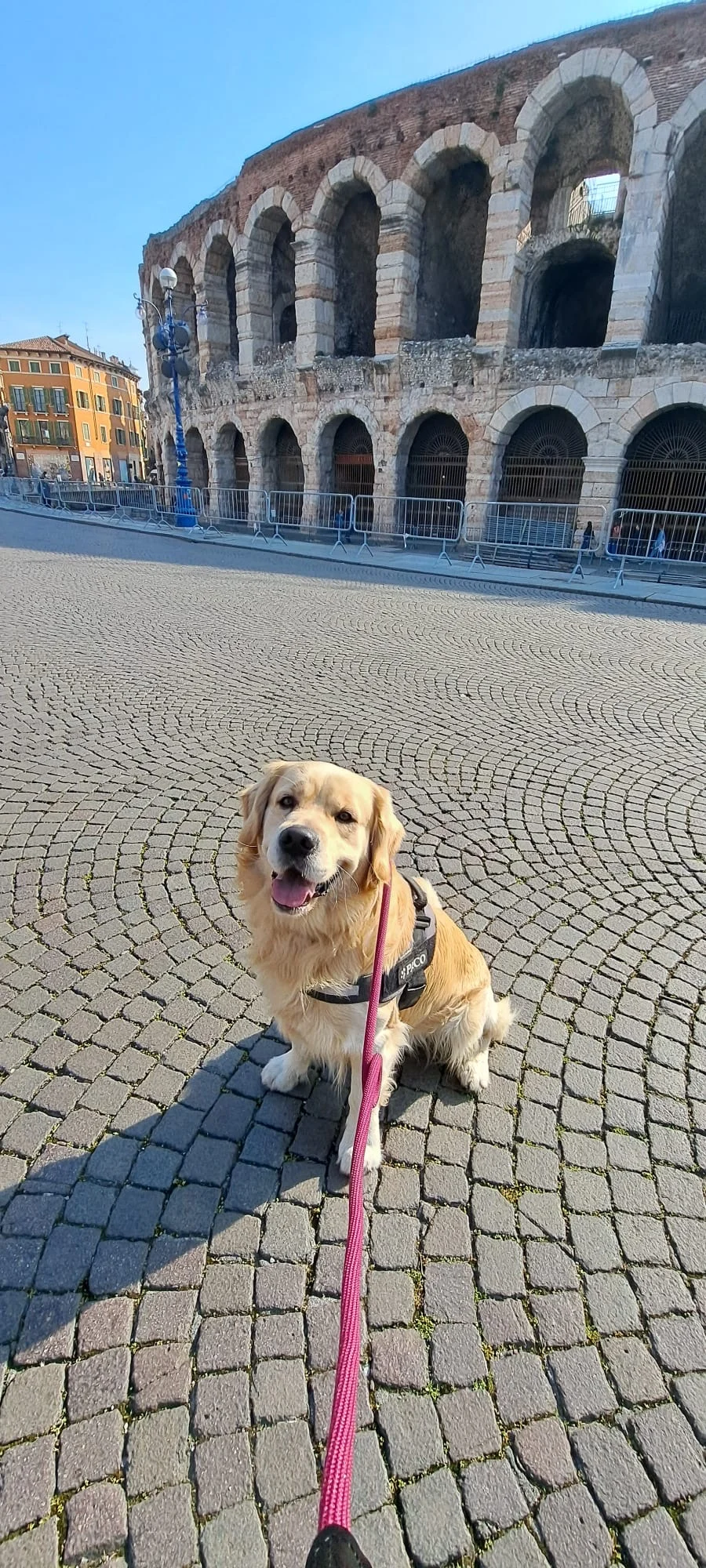 Dog walking Verona