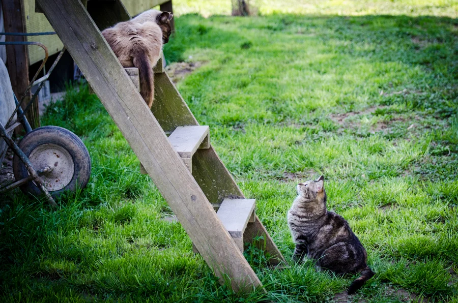 Gattile Enpa Spianà