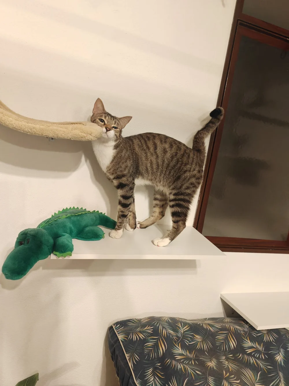 LA CASA DEI BAFFI - Cat Resort -