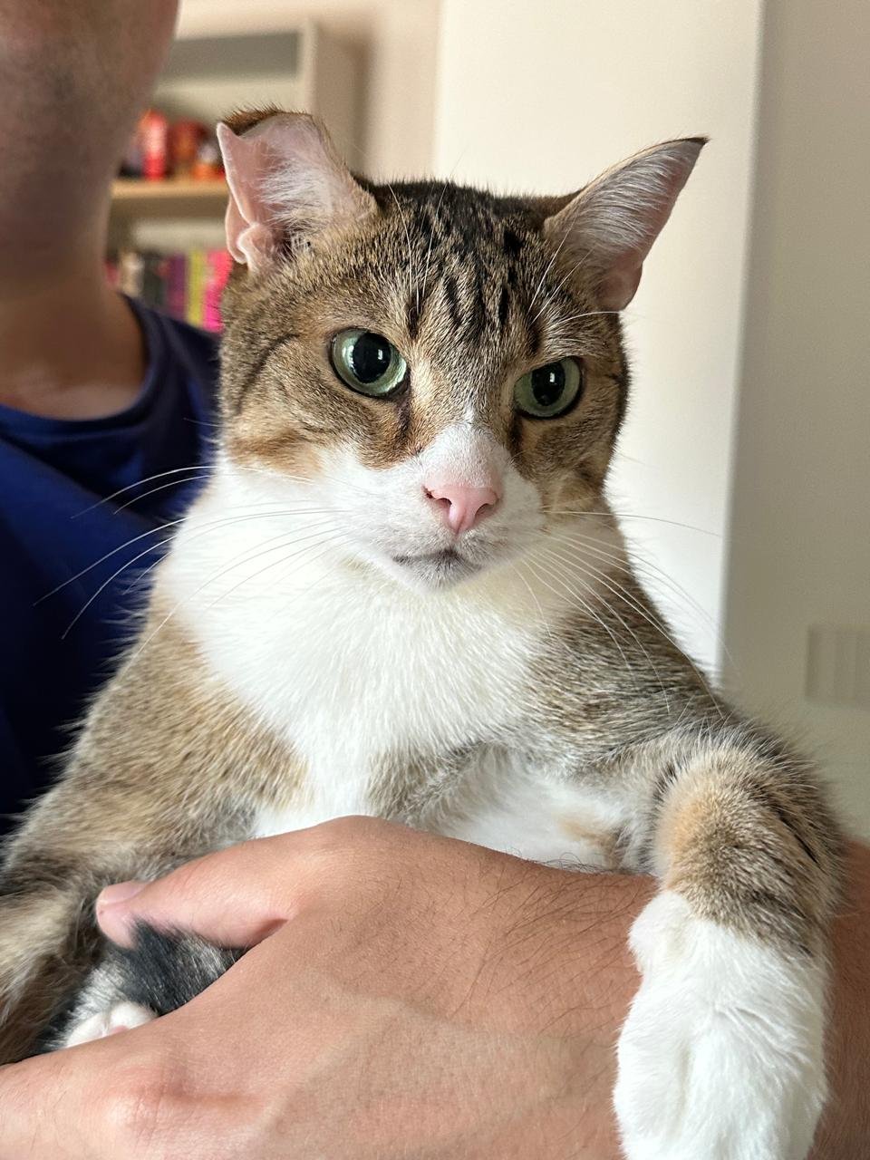 Verona VetCare - Fiocco Scalvi